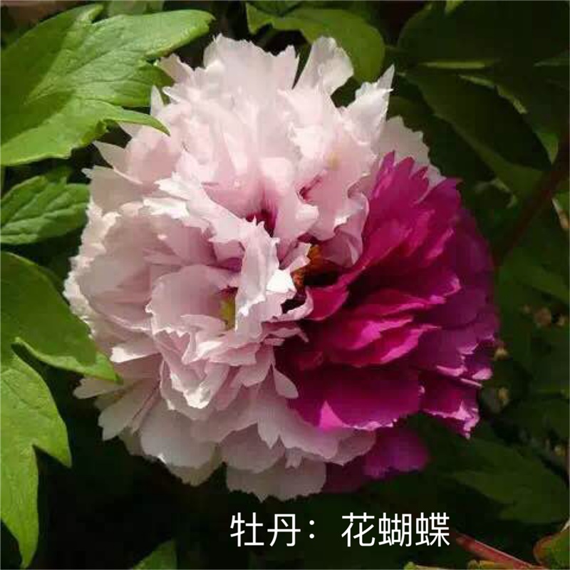 花蝴蝶牡丹鮮切花，雙色牡丹