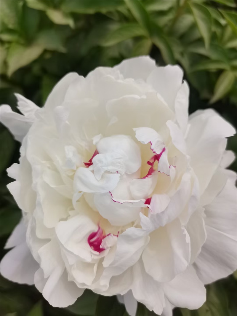 節(jié)日慶典芍藥鮮切花 荷蘭進口芍藥